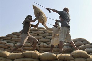 العراق اشترى 80 ألف طن أرز من الهند في مناقصة خلال يونيو الجاري