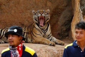 جندي يقتل نمرا خلال عرض بالشعلة الأولمبية في البرازيل