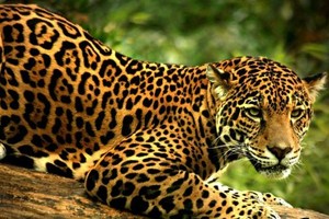 القضاء على نمر أميركي إثر مرور الشعلة الأولمبية في الامازون