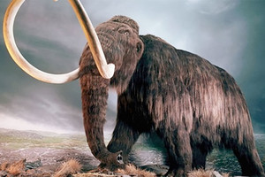 دراسة جينية تكشف عن كيفية ازدهار حيوان «الماموث الوبري» في برودة قطبية