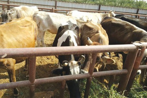 السعودية: تقارير حكومية تحذّر من ارتفاع نفوق الأبقار إلى 40 في المئة