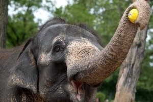 'الفيلة زيلا' تتوقع فوز ايرلندا الشمالية بلقب اليورو 2016