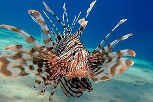 أسماك سامة تغزو البحر المتوسط والعلماء يحذرون