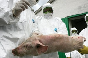 من أين أتت 'إنفلونزا الخنازير'؟