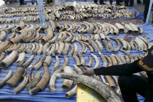 الولايات المتحدة تحظر بيع العاج محليا وتأمل أن تحذو الدول الأخرى حذوها