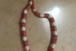 مواطن يقضي على أفعى من نوع variable sand snake ظهرت بمنزله في منطقة سند
