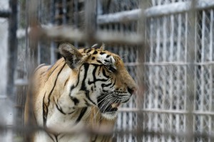 نمر يقضي على موظفة في حديقة حيوانات اسبانية