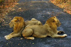 علماء يرسمون عيوناً على مؤخرات الماشية لحمايتها من الأسود