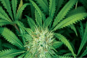 لا تدخن 'الماريجوانا'.. فقد تفقد متعة الحصول على الأموال!