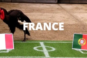 شاهد بالصور... الطائر نيلسون يتوقع الفائز في المباراة النهائية من يورو 2016 بين فرنسا والبرتغال