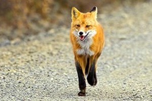 ثعلب يتسلل إلى منزل ويسرق جهاز تحكم 'بلاي ستيشن'