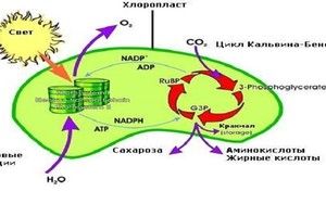 علماء ينمون نباتات تتغذى بالضوء