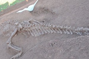 العثور على حفرية ديناصور ضخم بطرفين علويين قصيرين في الأرجنتين