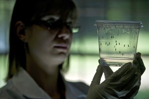 علماء يتوقعون انتهاء عدوى فيروس زيكا خلال عامين أو ثلاثة