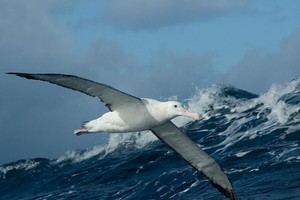 نيوزيلندا تعتزم محاكمة صياد بسبب نفوق طيور الباتروس