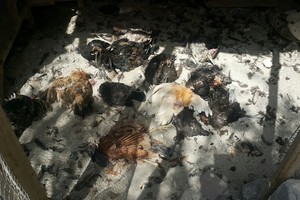 بالصور... مواطن: الكلاب الضالة فتكت بــ 40 دجاجة وفرخاً بكرباباد