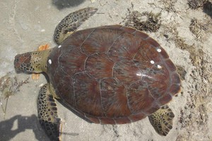 بالصور... إنقاذ سلحفاة خضراء نادرة في ساحل كرانة