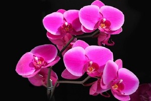 علماء روس يكتشفون مضادات للسرطان في أزهار الأوركيد