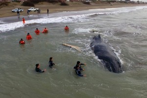 إنقاذ حوت جانح على شاطئ أرجنتيني منذ 24 ساعة 