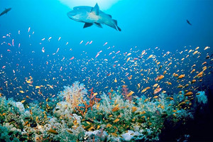 بيانات 'اليونسكو' عن وضع أعالي البحار والنظم الإيكولوجية البحريّة