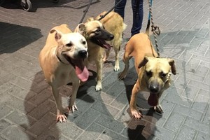 بالصور... نشطاء عن حقوق الحيوانات الأليفة يحتجُّون على معاملتها بقسوة بحديقة حيوان بالجنبية