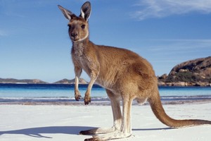 كنغر يهرب من الأسر للمرة الثانية في ألمانيا 