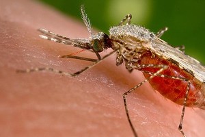 باحثون في جامعة كندية يجربون أول لقاح مضاد لفيروس زيكا على الانسان