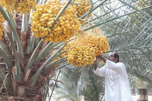 «خرّاف الرطب في الاحساء»... مهنة تتوارثها الأجيال ومهارة تقبل التطوير