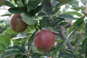 ما هي الطريقة الصحيحة لأكل التفاح المشمع؟