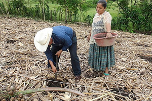 جسر الهوّة بين الحراجة والزراعة بهدف تحسين الأمن الغذائي