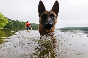 علماء روس يمكنون الكلاب من التنفس تحت الماء