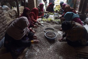 فستق أفغانستان... ذهب أخضر يثير مطامع حركة طالبان! 