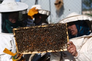 بالصور... صنع العسل في الضفة الغربية المحتلة يساعد الفلسطينيات على تحقيق احلامهن
