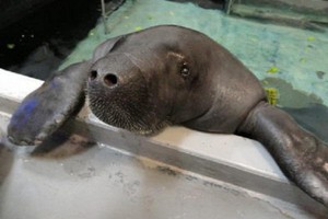 'سنوتي' أكبر خروف بحر معمر في العالم يتم 68 عاماً