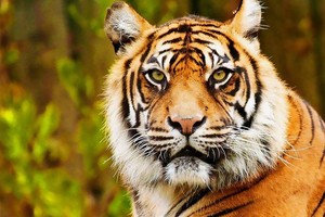 نمر يقتل سائحة في حظيرة حيوان في بكين