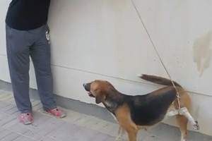 بالفيديو... شاب يُحرر كلباً من أسره بعد أن علق بـ 'سلك' في كرزكان