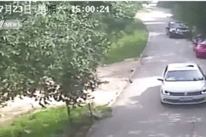 بالفيديو... نمر يفترس امرأة صينية