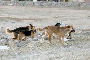 مقترح بلدي: صدّروا الكلاب الضالة لأوروبا... ونائب يؤيد