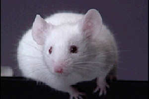 نيوزيلندا خالية من الفئران بحلول عام 2050