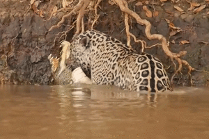 بالفيديو...  نمر ذهب ليشرب الماء فعاد بتمساح