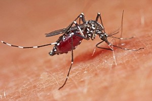 نصيحة طبية: النوم مع الدجاج