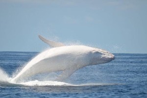 حوت ناصع البياض قبالة سواحل استراليا 