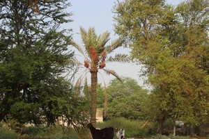 بالفيديو... ماهي حكاية 'الدولاب' في البحرين؟