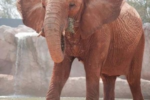 أنثى فيل تُلقي حجرًا على طفلة في حديقة الحيوانات بالرباط وتتسبّب في مصرعها