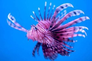 'سمكة الأسد'... أغرب الأنواع وأكثرها جدليّة... تغزو شواطئ البحر الأبيض المتوسّط