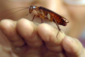 انسوا حليب الأبقار.. فالصراصير قد توفر مشروب الطاقة للمستقبل!