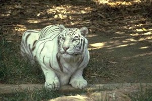 أنثى نمر تلتهم ذراع طفل بحديقة حيوانات في الجزائر