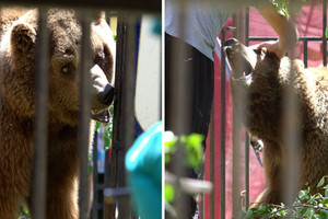 الدب 'بالو' يدفع حياته ثمنا لهروبه من حديقة حيوان في سلوفاكيا