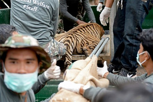 الصندوق العالمي للطبيعة يطالب باغلاق مواقع تربية النمور