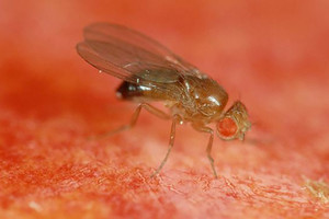 لتجنب لسع الحشرات عليك بالاستحمام والعطور